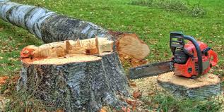 Best Tree Health Inspection  in Rio Rancho, NM