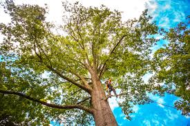 Rio Rancho, NM Tree Care Company