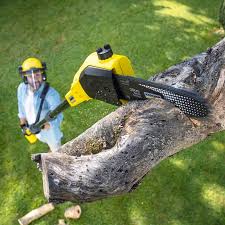 Best Lawn Disease Treatment  in Rio Rancho, NM