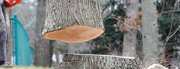 How Our Tree Care Process Works  in  Rio Rancho, NM
