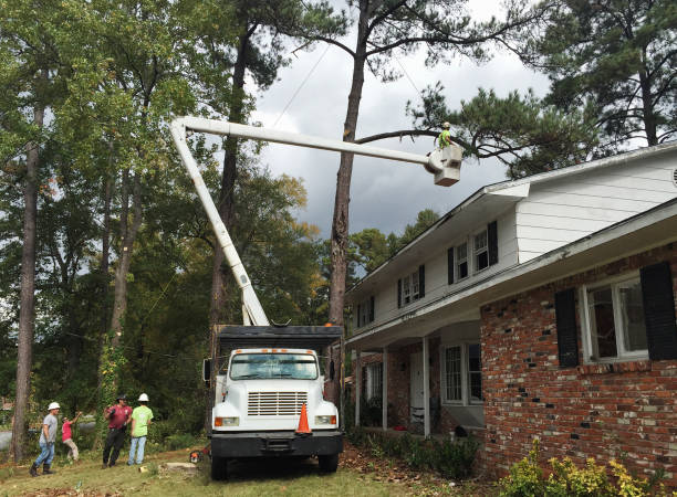 Best Commercial Tree Services  in Rio Rancho, NM