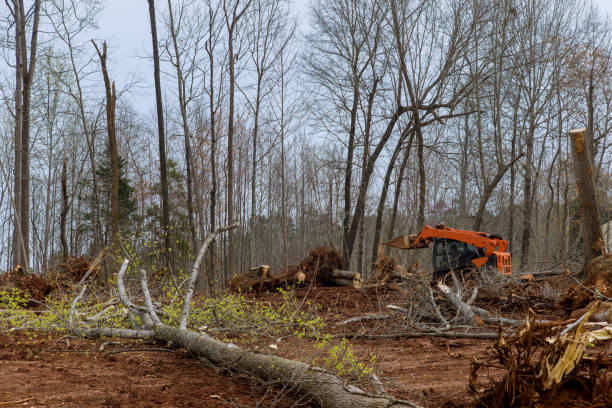 Best Arborist Consultation Services  in Rio Rancho, NM