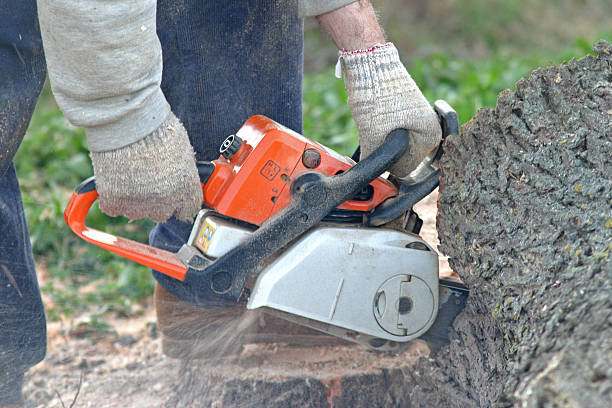 Best Soil Testing and Treatment  in Rio Rancho, NM