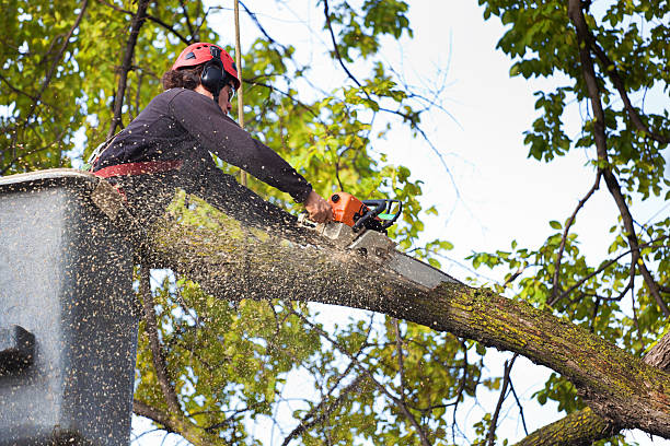 Best Tree Risk Assessment  in Rio Rancho, NM